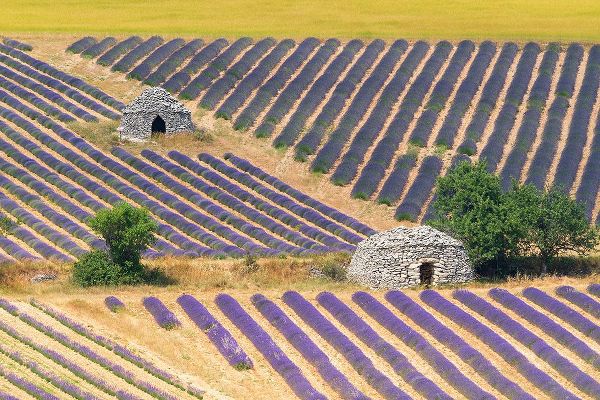 Jaynes Gallery 아티스트의 Europe-France-Provence-Lavender field and stone huts in Sault Plateau작품입니다.